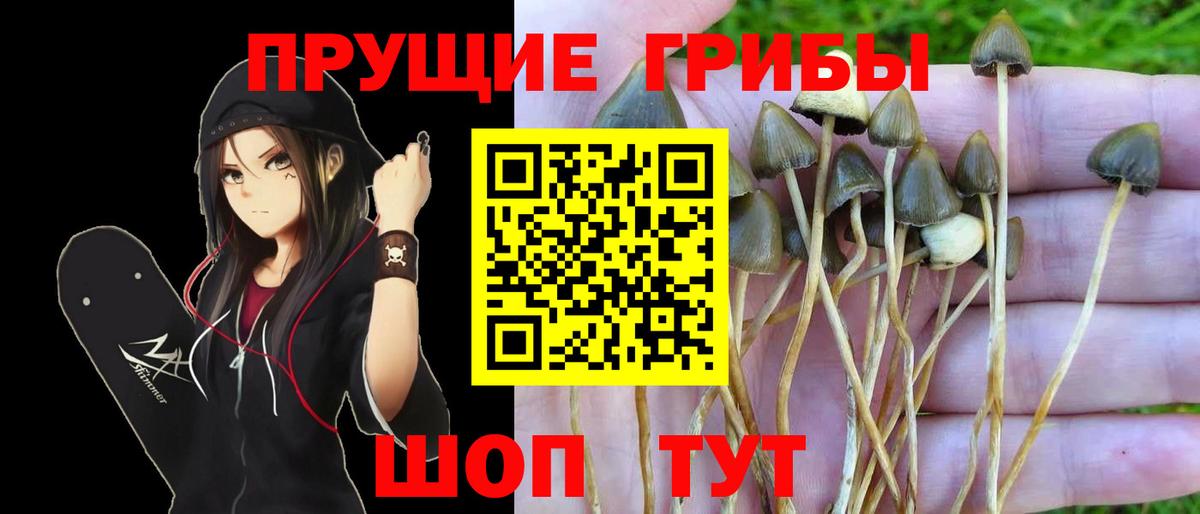 Псилоцибиновые грибы Cubensis Сургут